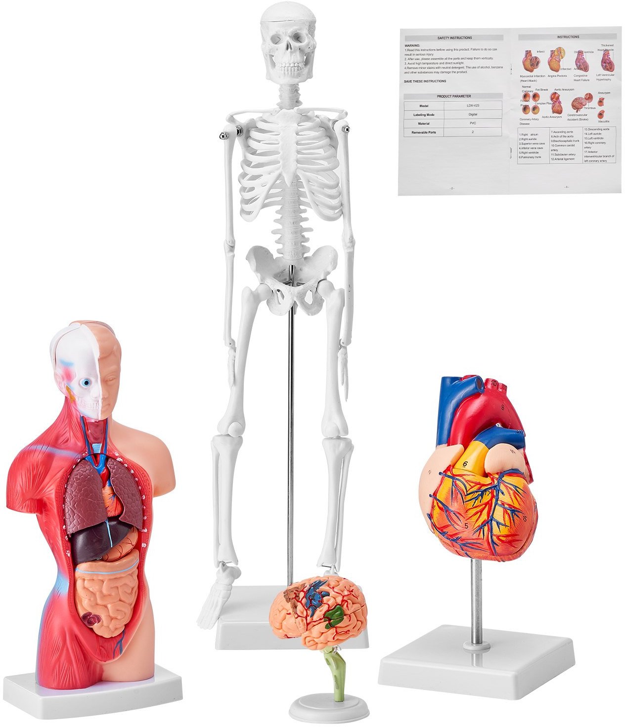 Modele Anatomiczne 3D Zestaw 4