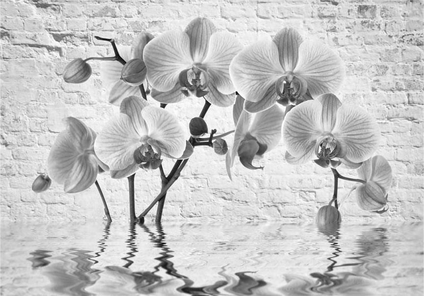 DecoNest Fototapeta - Storczyk w odcieniach szarości - 250X175