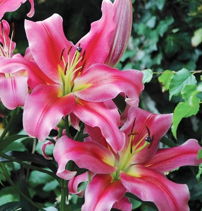 Benex Lilium Lilia Drzewiasta 'Sensi' 1 szt.