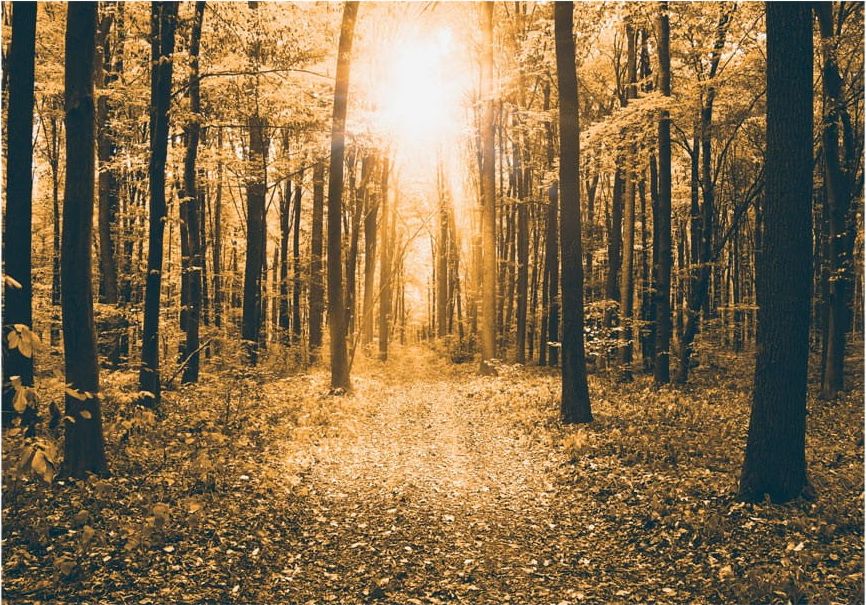 DecoNest Fototapeta - Magiczne światło - 300X210