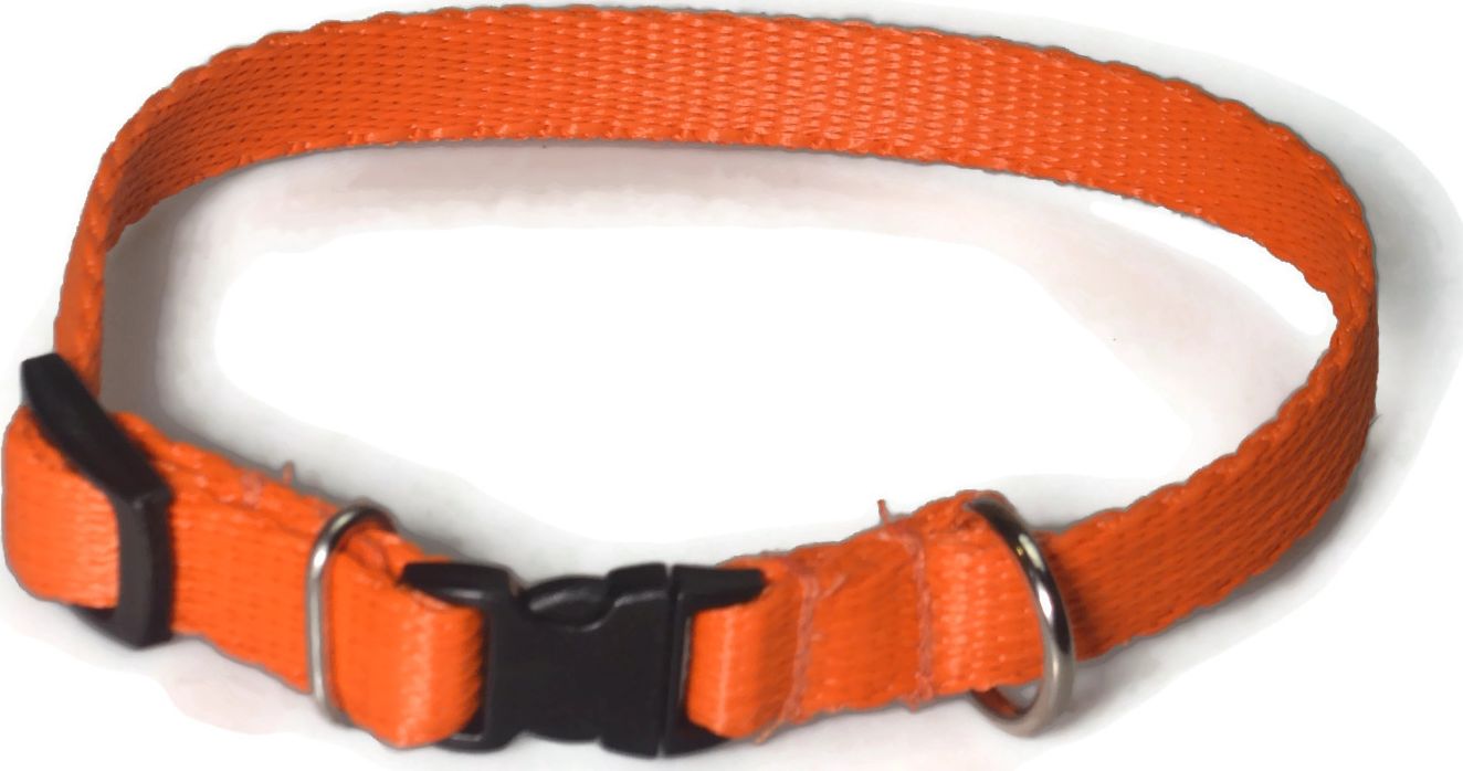 Alizoo Obroża dla małego psa 13mm/21-36cm - ALIZOO