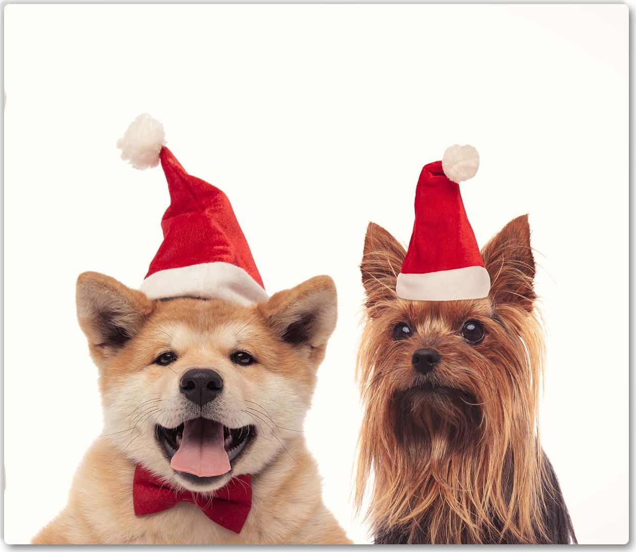 Deska do krojenia Tulup szklana 60x52cm