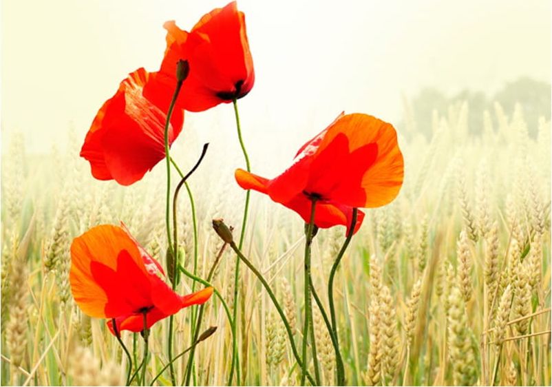 DecoNest Fototapeta - Piękno dzikich maków - 350X270