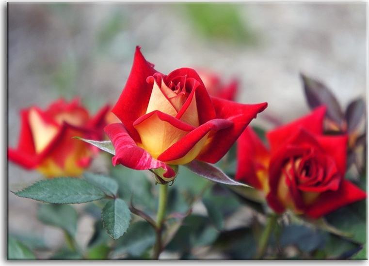 Art-Pol Obraz na płótnie 90x60cm czerwone róże