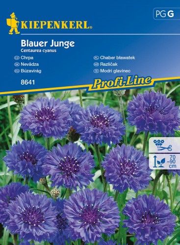 Kiepenkerl Chaber bławatek Blauer Junge Centaurea cyanus