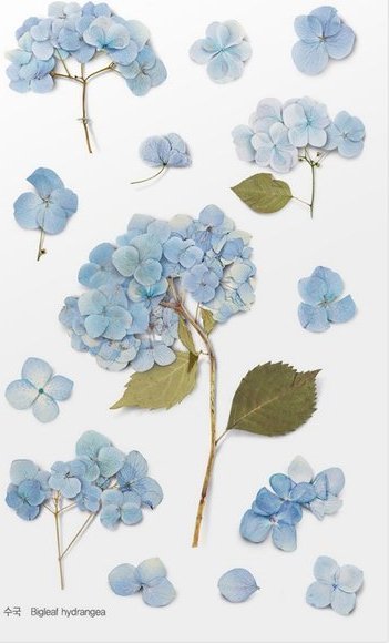 Appree Naklejki ozdobne kwiaty Hortensja