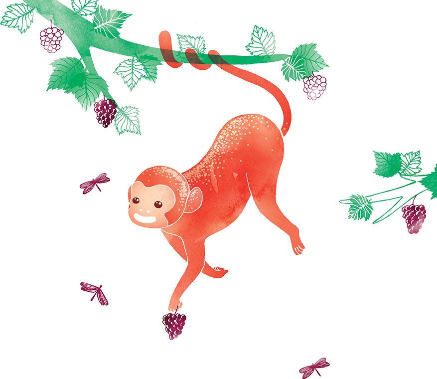 Clear Creation Karnet Swarovski kwadrat Małpka (CL2603)