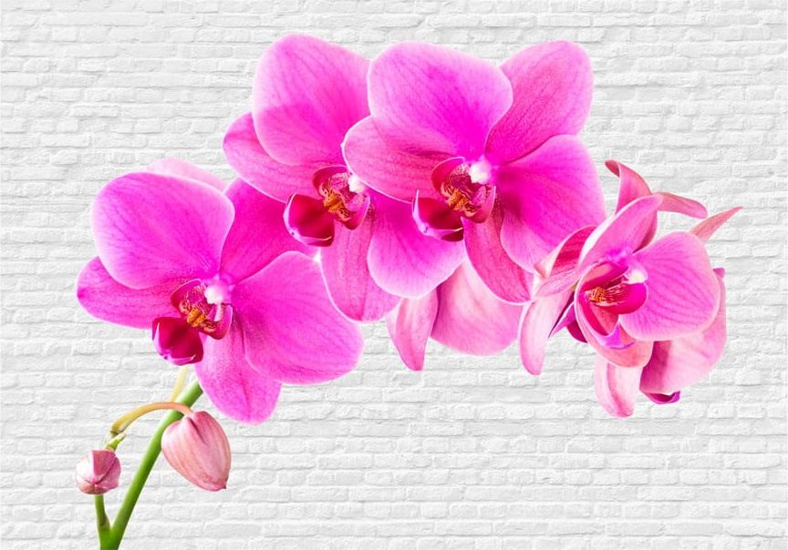 DecoNest Fototapeta - Różowe pobudzenie - 250X175