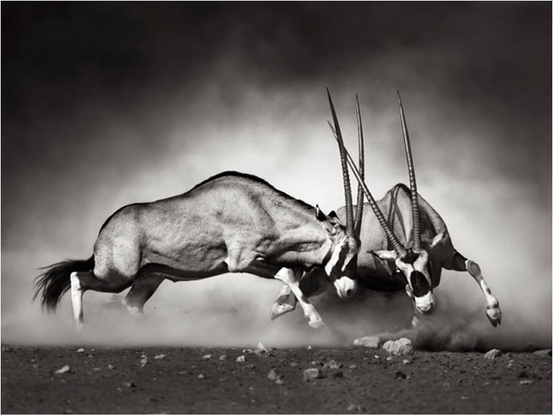 DecoNest Fototapeta - Walczące antylopy - 300X231