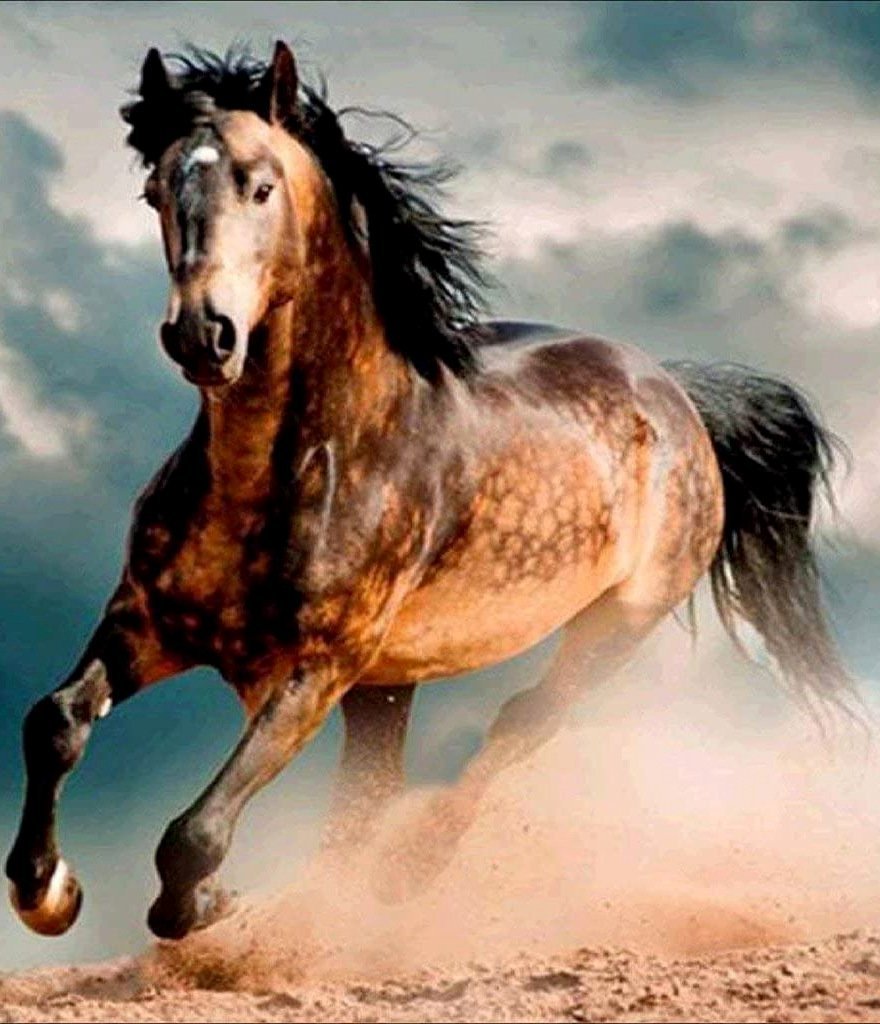 Malowanie po numerach Koń 40 x 50 5646 (31128)