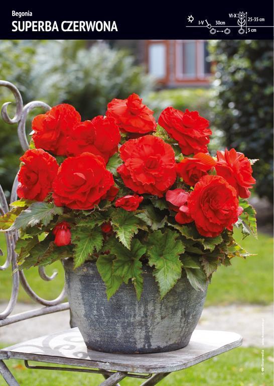 Benex Begonia Superba - Czerwona 3 szt.