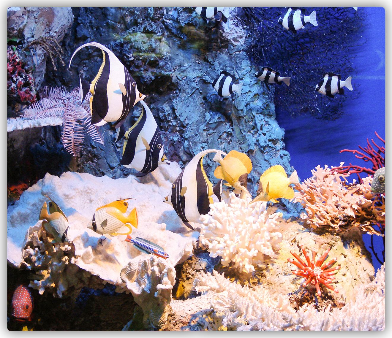 Deska do krojenia Tulup szklana Rafa koralowa 7 60x52cm