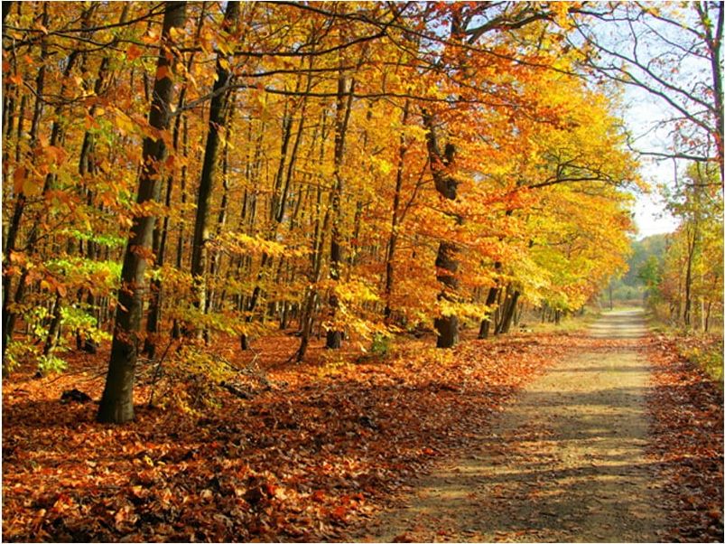 DecoNest Fototapeta - Beech forest - 200X154
