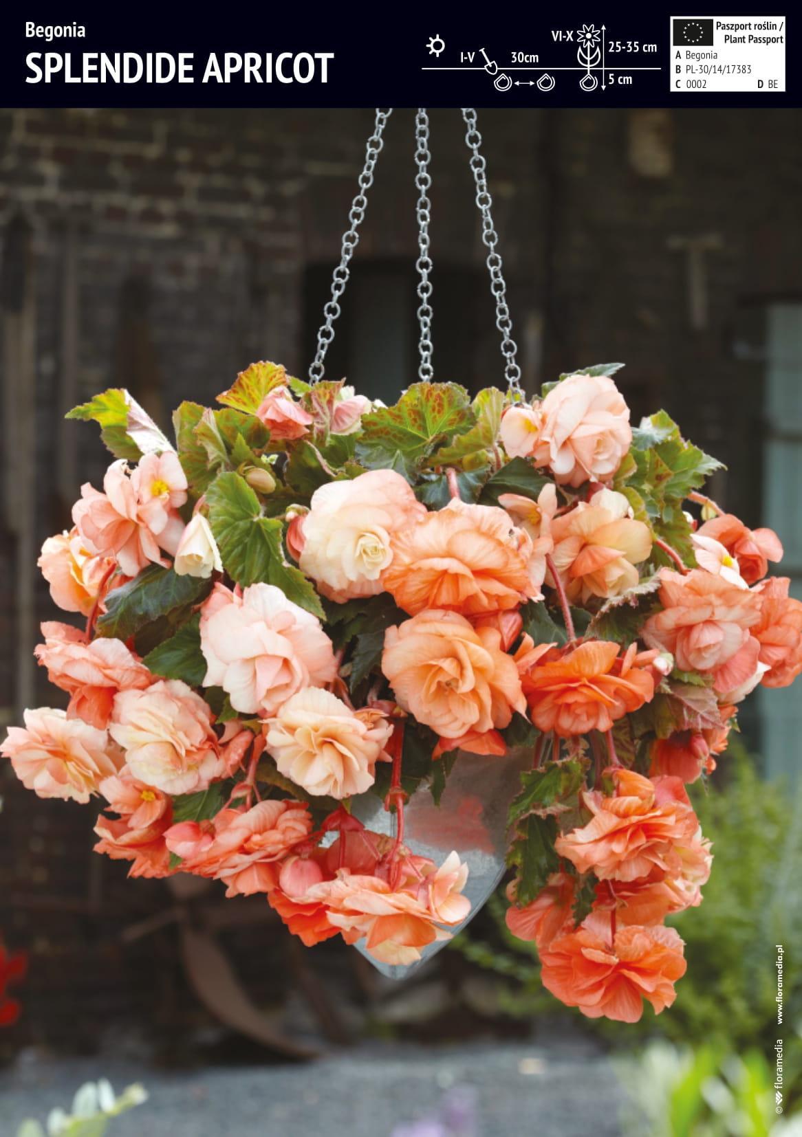 Benex Begonia Dla Kolekcjonera Splendide Apricot 3 szt.