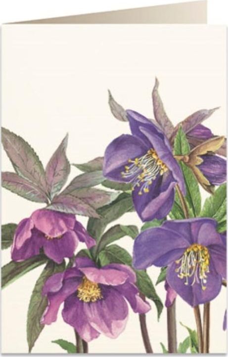 Tassotti Karnet B6 + koperta 5516 Ciemiernik