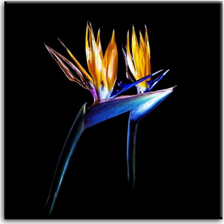 GO-BI Obraz "Macro" reprodukcja 80x80 cm