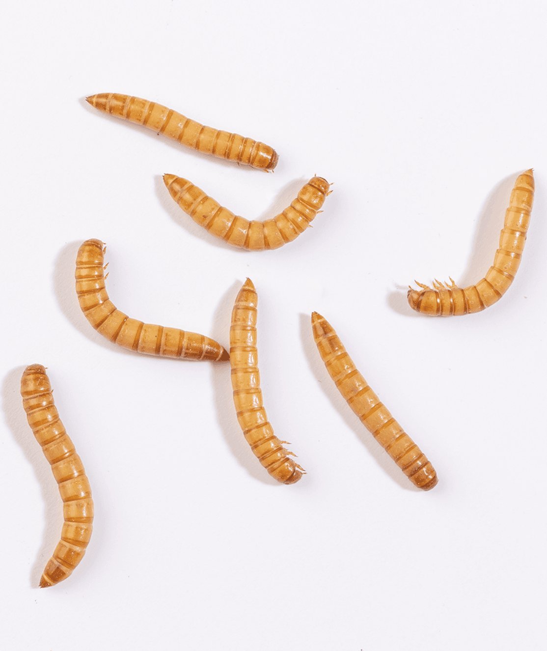 Bioterr Żywy Mącznik młynarek, mączniki Badane! Bezpieczne! Zdrowe!