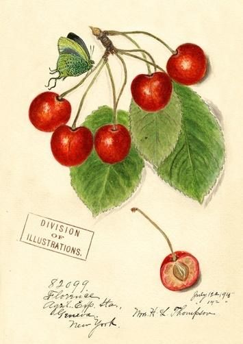 Madame Treacle Karnet B6 z kopertą Wiśnia