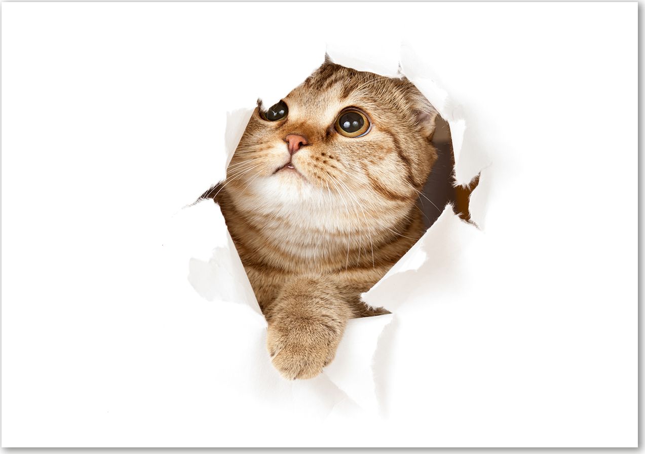 Tulup Tulup Obraz Na Szkle Hartowanym 100x70 Obraz Szklany Kot