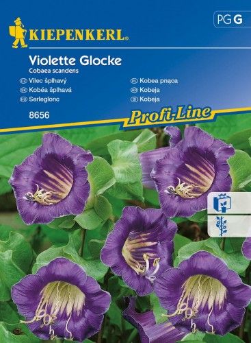 Kiepenkerl Kobea pnąca Violette Glocke Cobaea scandens