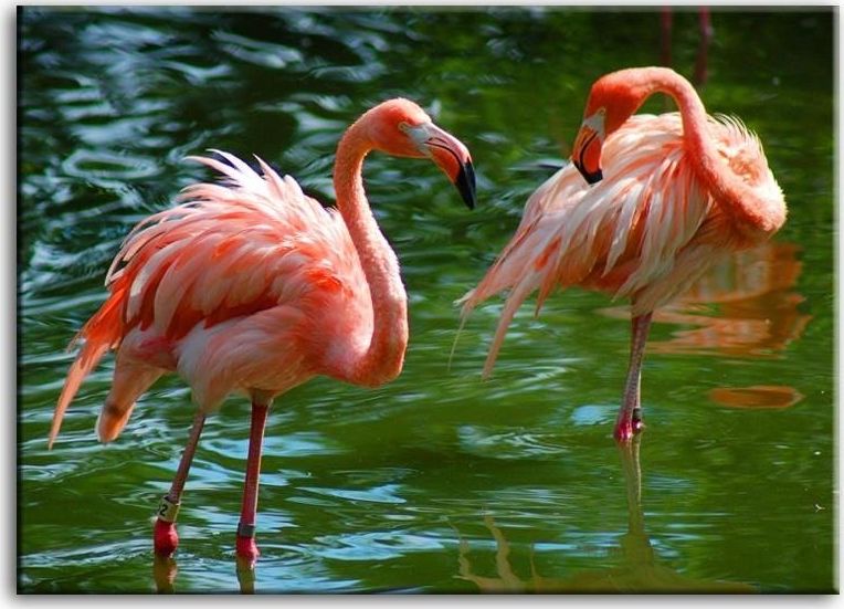 GO-BI Obraz "Wild Nature" reprodukcja 50x70 cm