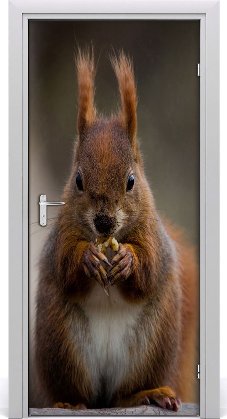 Tulup Fototapeta samoprzylepna na drzwi 95 x 205 cm wiewiórka