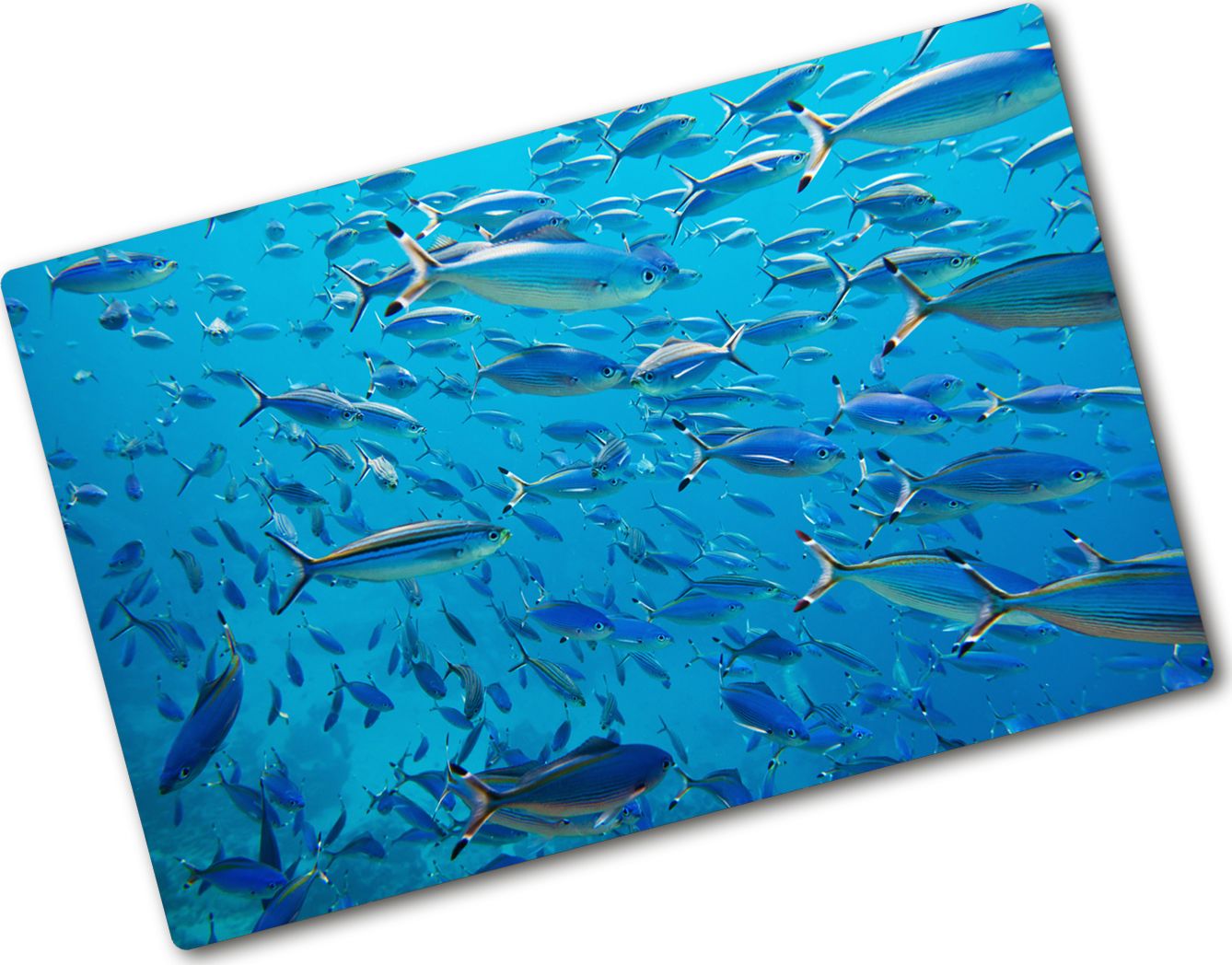 Deska do krojenia Tulup szklana Koralowe ryby 4 80x52cm