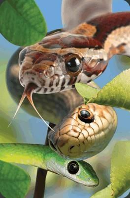 Worth-Keeping Minikartka 3D WÄ…ĹĽ