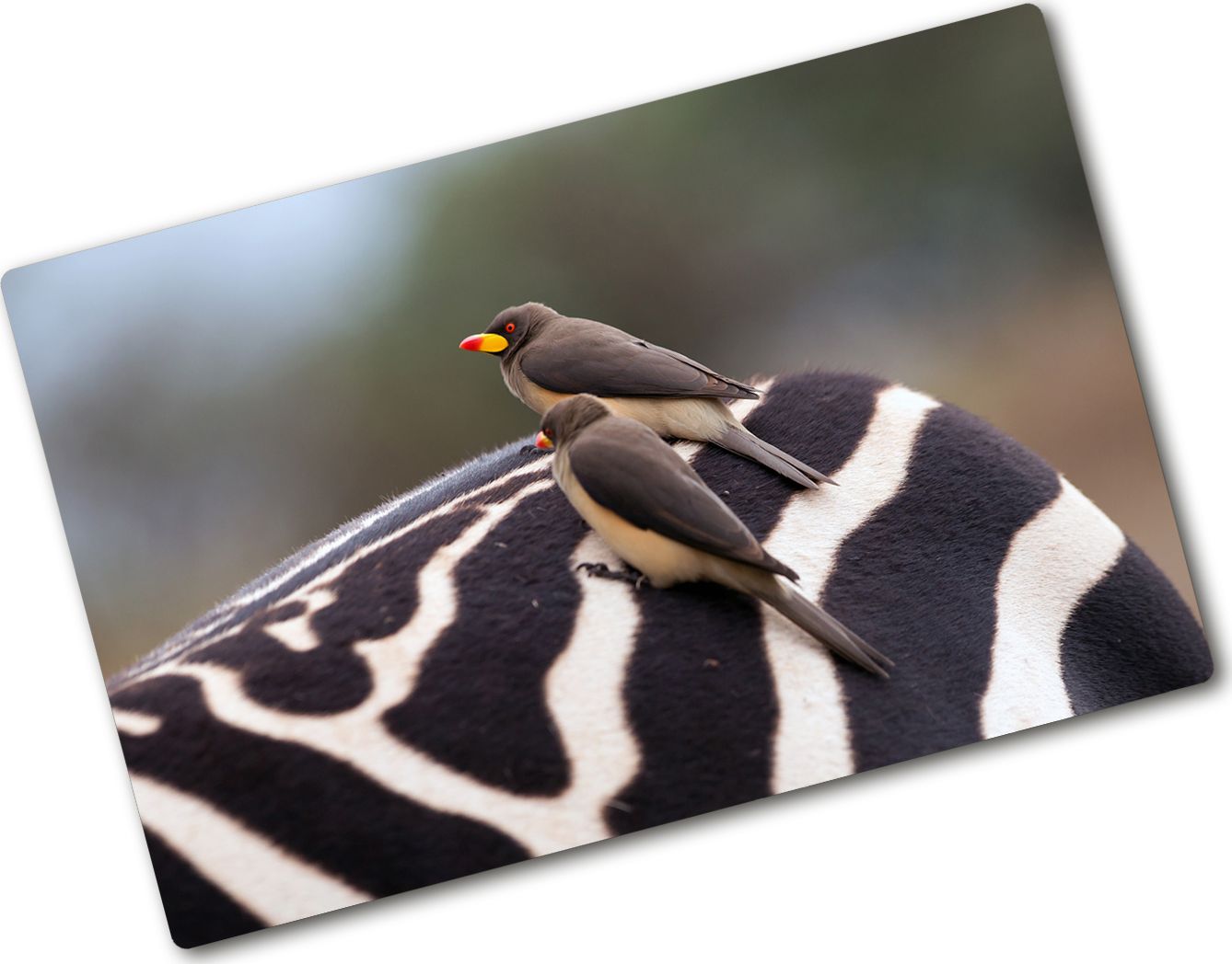 Deska do krojenia Tulup szklana Ptaki i zebra 4 80x52cm