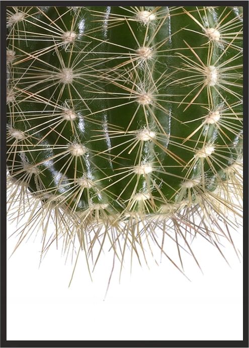 E-druk OBRAZ PLAKAT W RAMIE 33x43 cm Kaktus P524