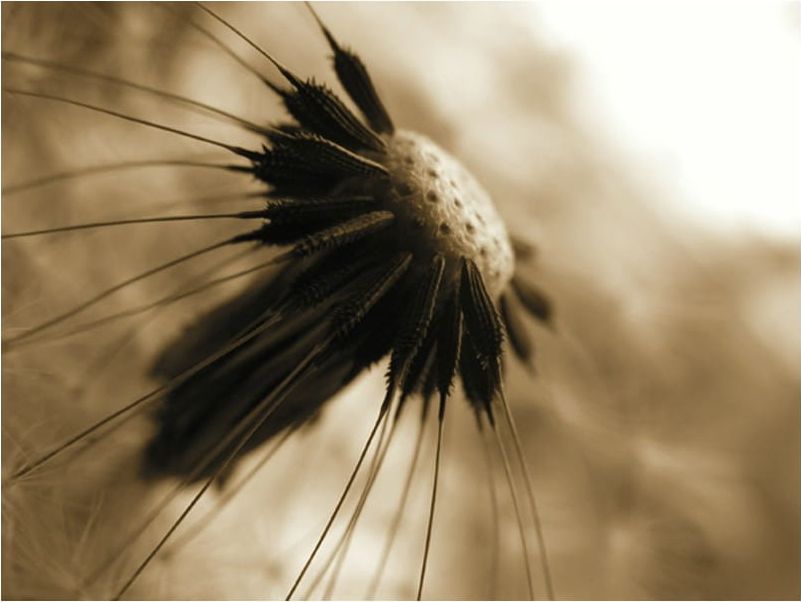 DecoNest Fototapeta - dmuchawiec - sepia - 300X231