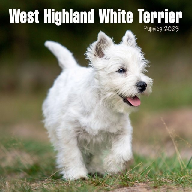 West Highland White Terrier Puppies Mini Square Wall Calendar 2023