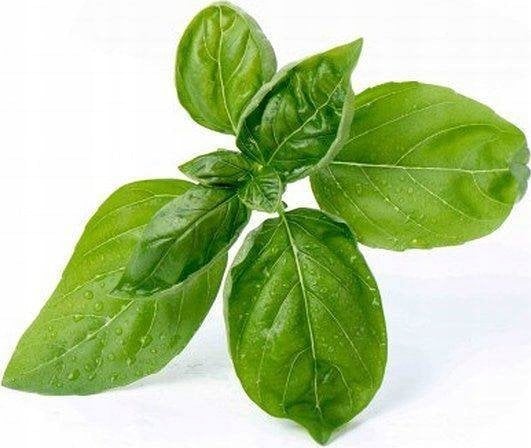 Veritable Véritable Lingot Sladká bazalka - BIO