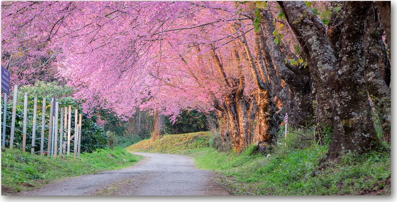 Tulup Obraz Na Płótnie 100x50 Obraz Canvas Kwiaty wiśni