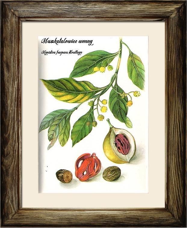 ART-POL Obraz z roślinami 38x48cm