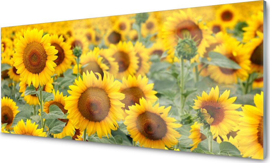 Tulup Obraz na Szkle Słoneczniki Roślina Natura 125x50 cm - 43246841