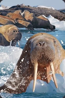 Worth-Keeping Minikartka 3D Mors