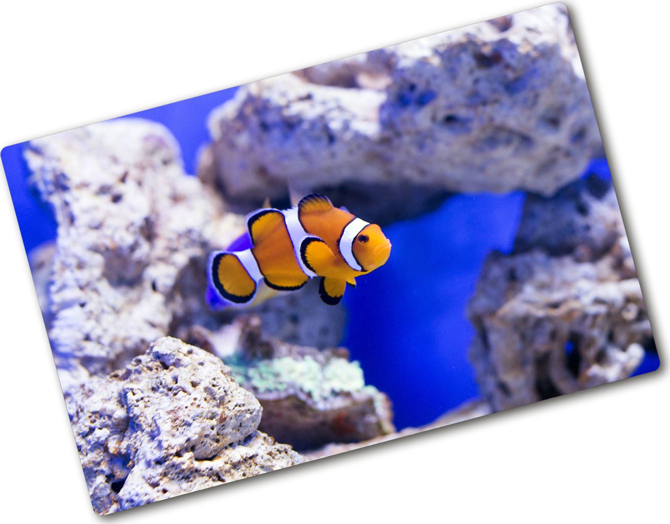 Deska do krojenia Tulup szklana Nemo rafa koralowa 4 80x52cm