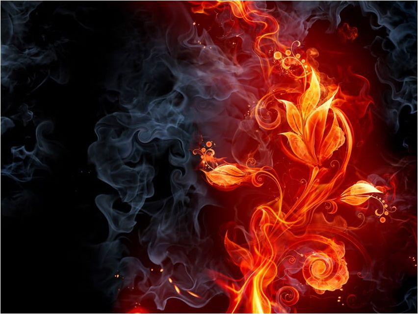 DecoNest Fototapeta - Ognisty kwiat - 250X193