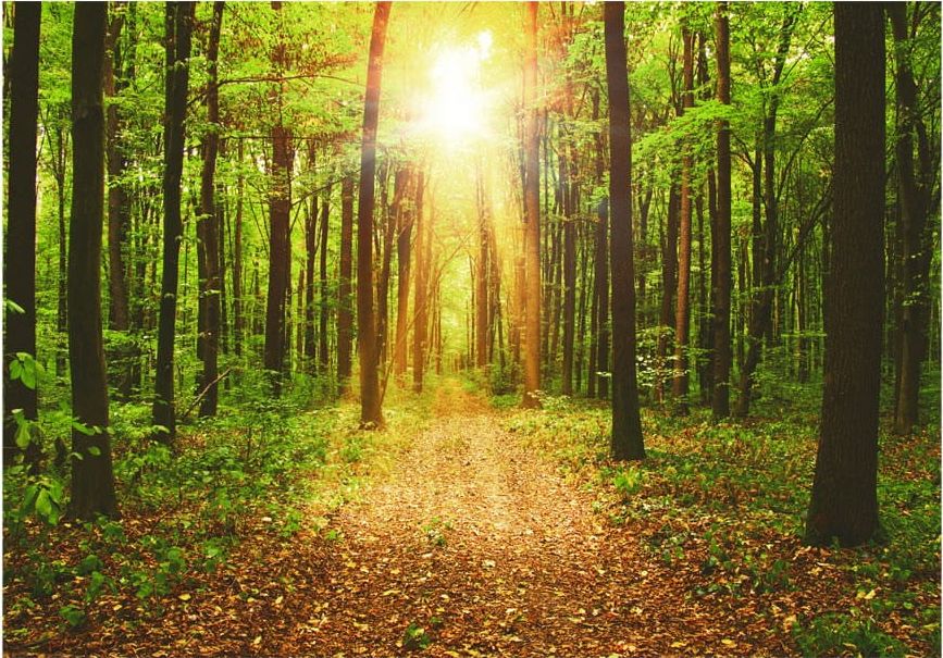 DecoNest Fototapeta - Zwierciadło natury - 400X280