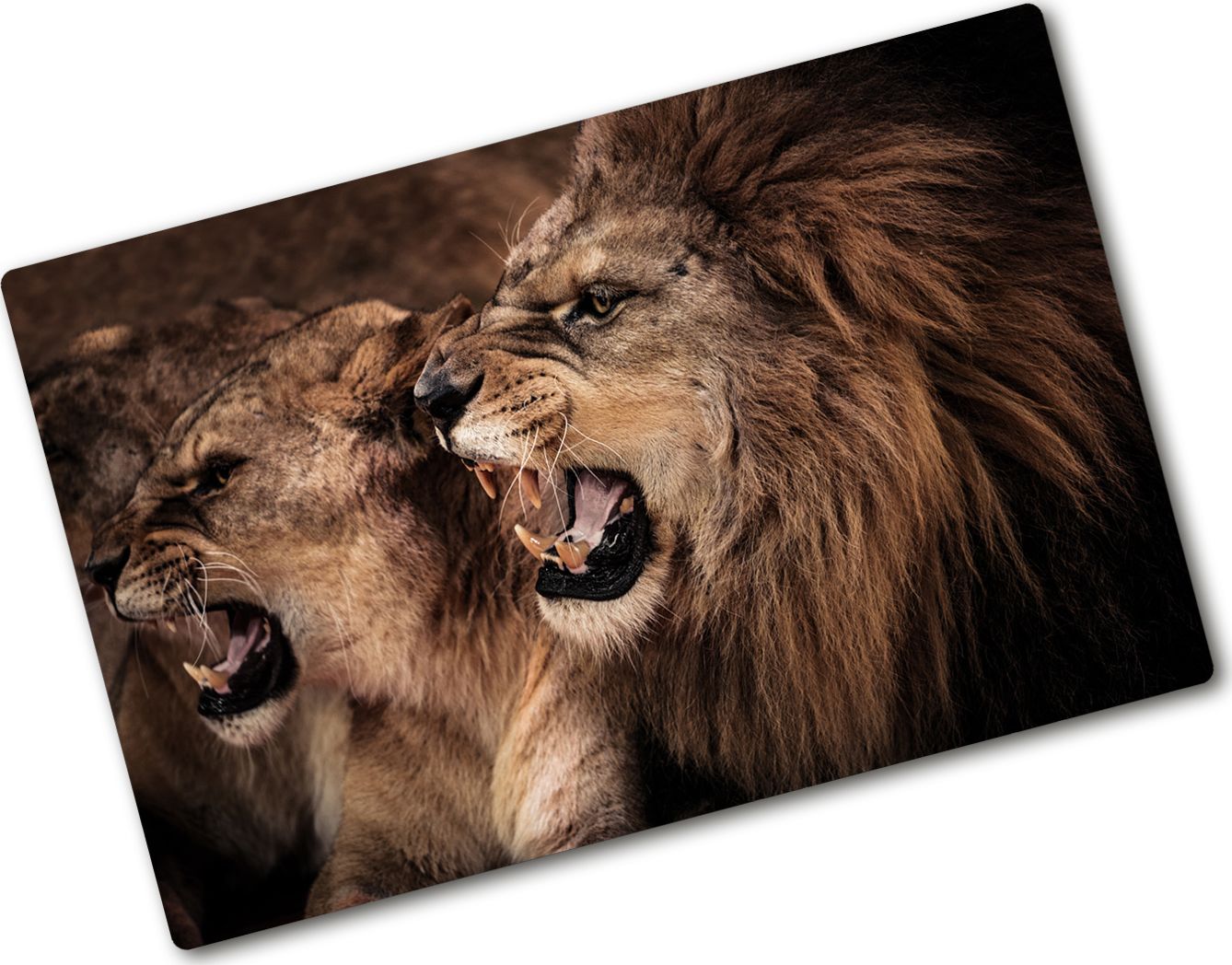 Deska do krojenia Tulup szklana Ryczące lwy 4 80x52cm