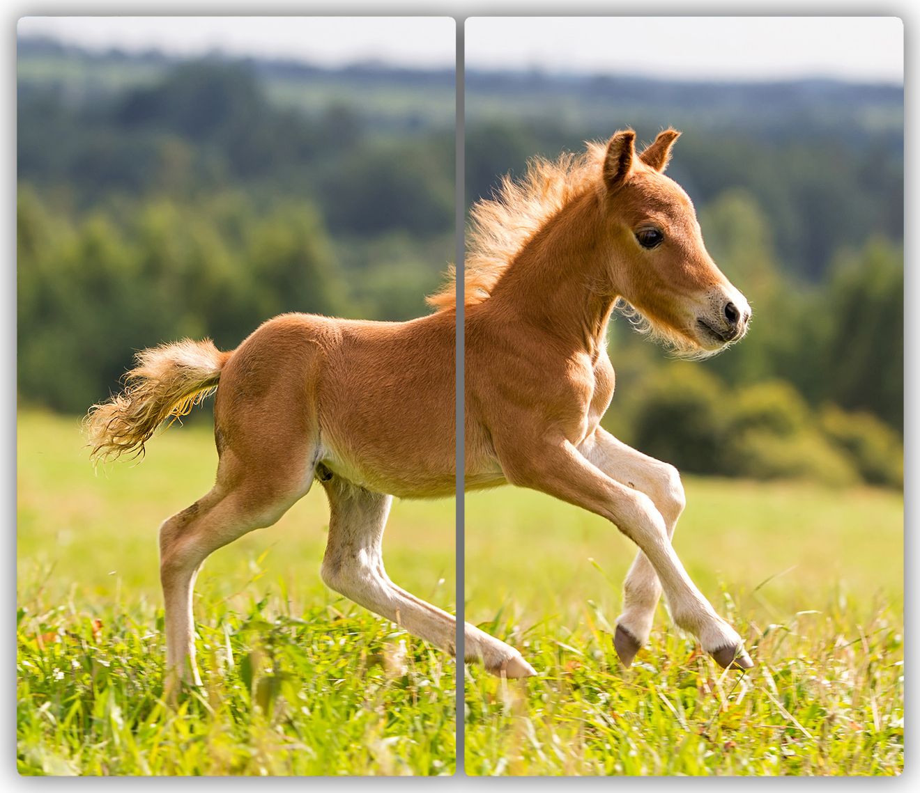 Deska do krojenia Tulup szklana Źrebię w galopie 1 52x30cm 2szt.