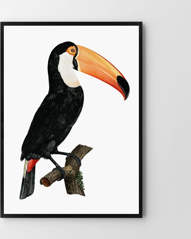 Hog Studio Plakat tukan (Płótno 50x70cm)