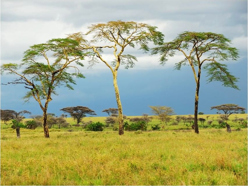 DecoNest Fototapeta - Savanna trees - 200X154