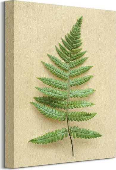 Dekoria Sunset Fern - obraz na płótnie 30x40 cm