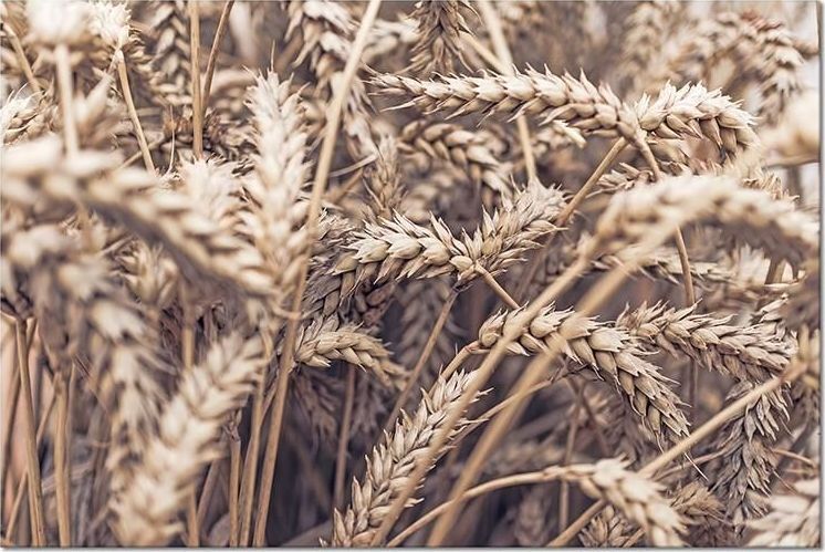 GO-BI Obraz uniwersalny