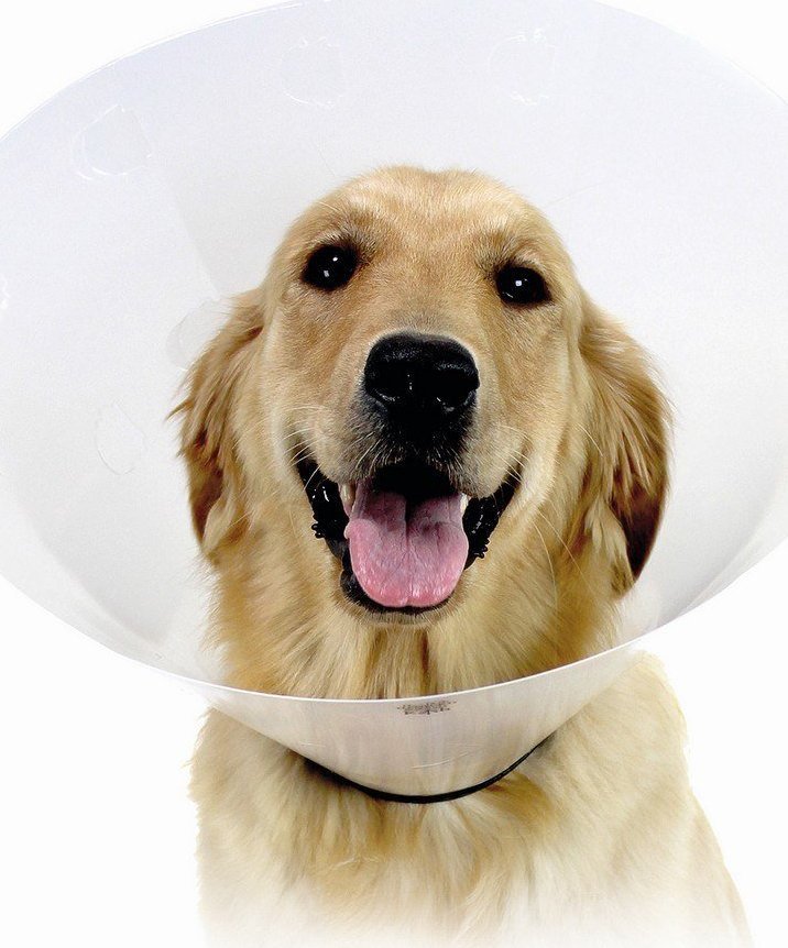 KVP Obroża elżbietańska dla psa KVP Check Przezroczysty (22-27 cm)