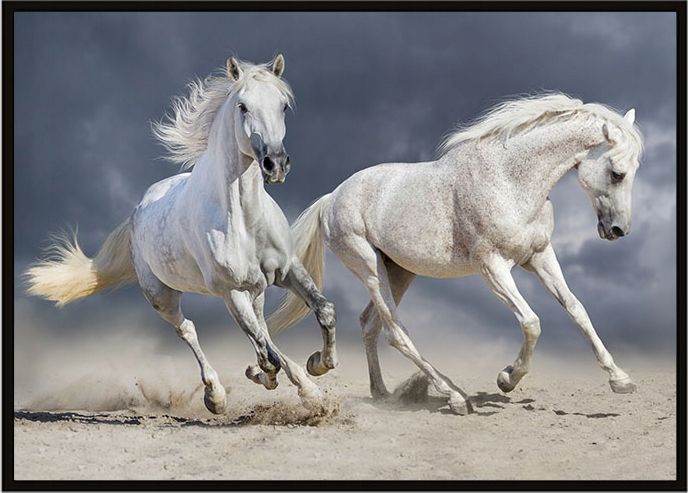 E-druk OBRAZ PLAKAT W RAMIE 43x33 cm Konie P898