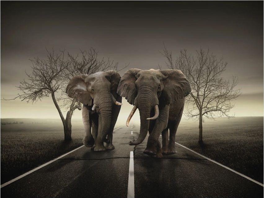 DecoNest Fototapeta - Miasto słoni - 250X193