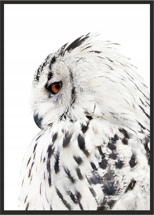 E-druk OBRAZ, PLAKAT W RAMIE 33x43 cm Sowa P508